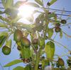 Bơ Hass ( bơ Úc) - cây cho trái