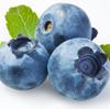 Cây việt quất giống (Blueberry)