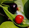 Cherry Brazil ( bán cây giống)
