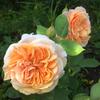 Hoa hồng bụi Evelyn Rose
