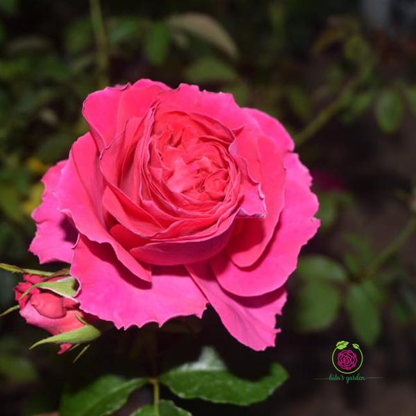 Hoa hồng Kate Rose