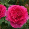 Hoa hồng Kate Rose