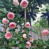 Hoa hồng leo – bụi Abraham Darby rose