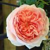 Hoa hồng leo – bụi Abraham Darby rose