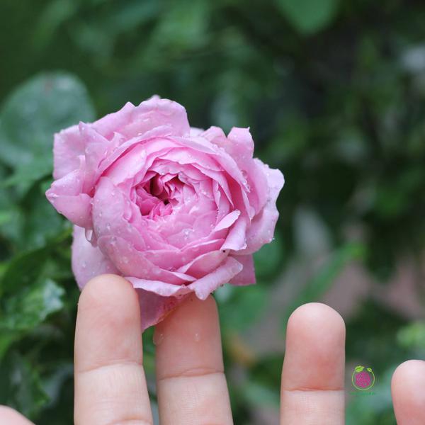 Hoa hồng leo – bụi Charles Rennie Mackintosh