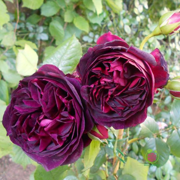 Hoa hồng leo – Bụi Falstaff rose