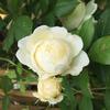 Hoa hồng leo Clair Austin Rose