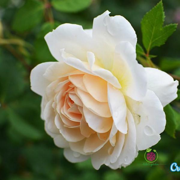 Hoa hồng leo crocus rose