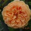 Hoa hồng leo Crown Princess Margareta rose