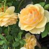 Hoa hồng leo Graham Thomas rose