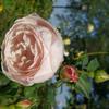 Hoa hồng leo Heritage Rose