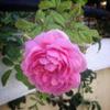 Hoa hồng leo Huntington rose