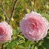 Hoa hồng leo James Galway rose