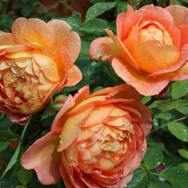 Hoa hồng leo Lady of Shalott rose