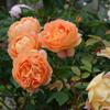 Hoa hồng leo Lady of Shalott rose