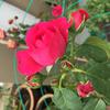Hoa hồng leo Red Eden rose