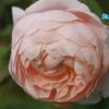 Hoa hồng leo st.cecilia