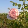 Hoa hồng leo St.Swithun rose - thích hợp làm vòm cổng