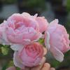 Hoa hồng leo St.Swithun rose - thích hợp làm vòm cổng