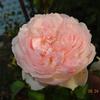 Hoa hồng leo The alnwick rose