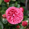 Hoa hồng Leonardo Da Vinci rose