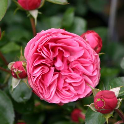 Hoa hồng Leonardo Da Vinci rose