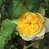 Hoa hồng Molineux rose