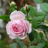 Hoa hồng Spirit of Freedom rose – 120 cánh, hoa ra liên tục và thơm