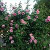 Hoa hồng Spirit of Freedom rose – 120 cánh, hoa ra liên tục và thơm