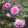 hoa hồng Sister Alizabeth rose