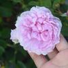hoa hồng Sister Alizabeth rose