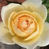 Hoa hồng bụi Charlotte rose