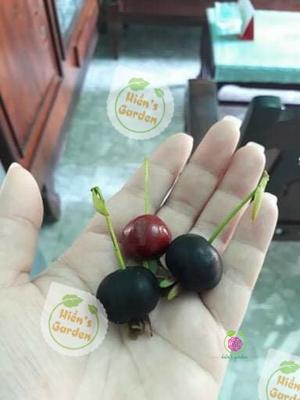 Cherry Brazil ( bán cây giống)
